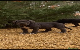 Cane Corso perros en venta: Cane Corso  - Imagen 1