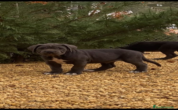 Cane Corso perros - Anuncio 15