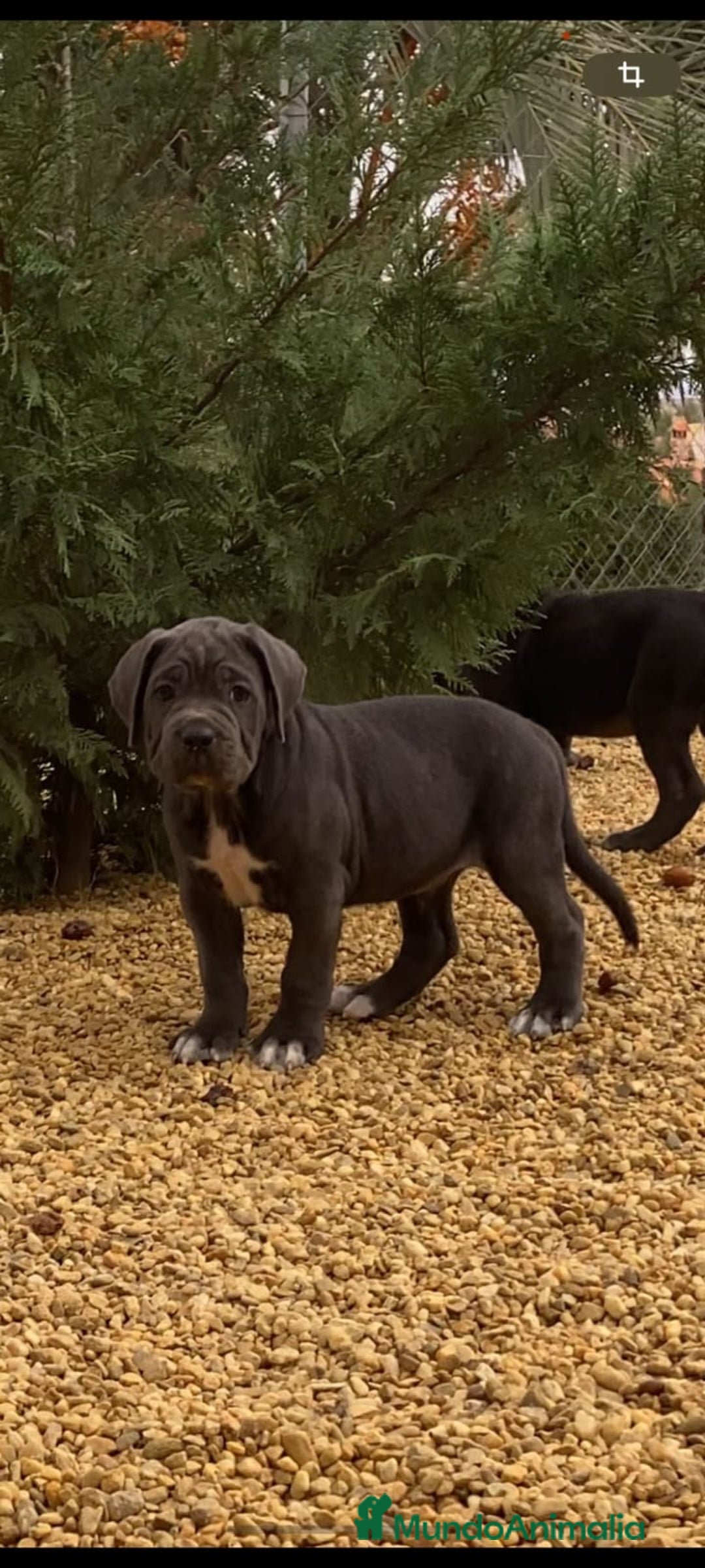 Cane Corso perros en venta: Cane Corso  - Imagen 1
