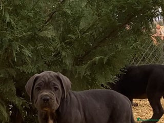 Cane Corso perros - Anuncio 35