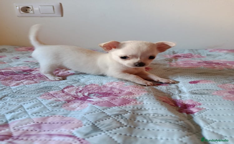 Chihuahua perros - Anuncio 10