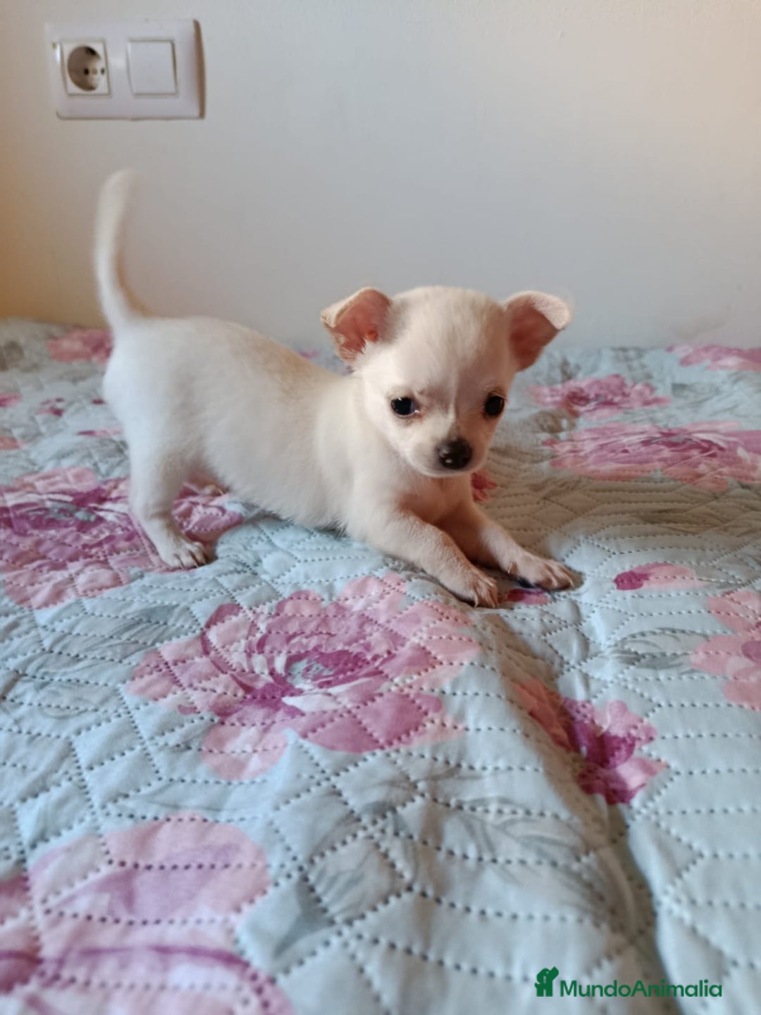 Chihuahua perros en venta: Chihuahua toy en Valencia  - Imagen 1
