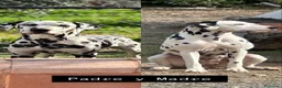 Dálmata perros en venta: Preciosos Cachorros Dálmata Super Amorosos - Anuncio 6
