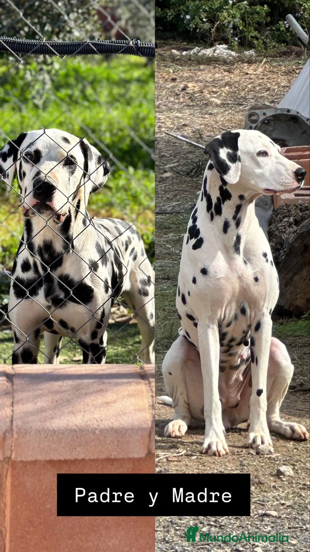Dálmata perros en venta: Preciosos Cachorros Dálmata Super Amorosos - Anuncio 6