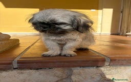Pekinés perros en venta: Cachorro de pekinés imperial hembra  - Anuncio 13