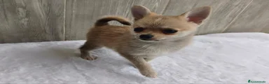 Chihuahua 1
