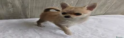 Chihuahua perros en venta: CHIHUAHUA - Anuncio 5
