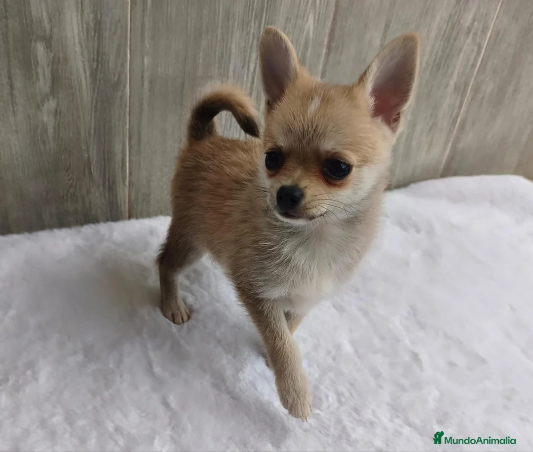 Chihuahua perros en venta: CHIHUAHUA - Anuncio 5
