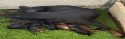 Pinscher Miniatura perros en venta: MINI PINSCHER - Anuncio 2