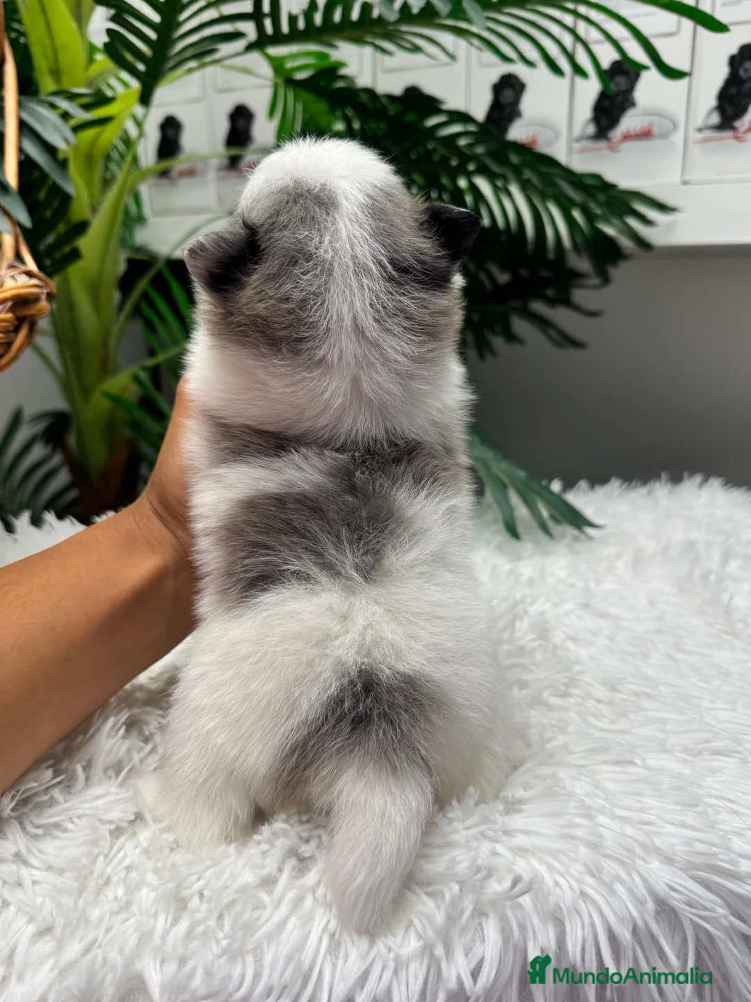 Pomerania perros en venta: POMERANIA - Anuncio 2
