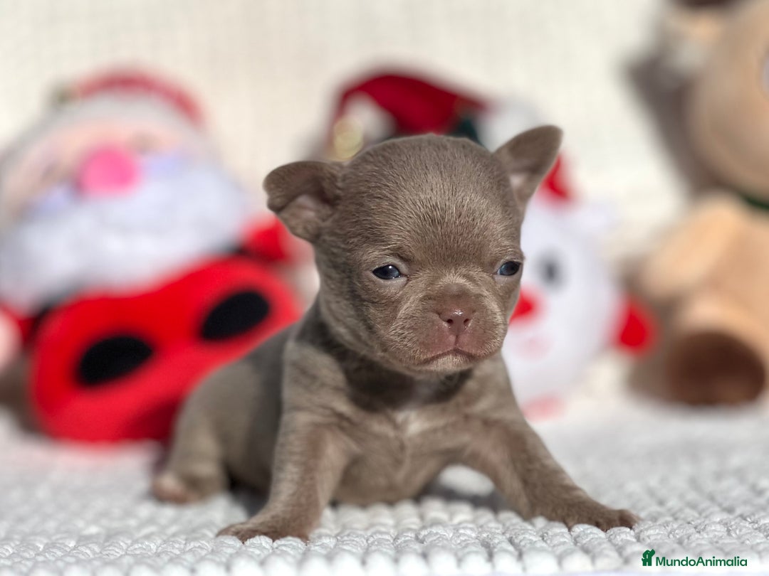 Chihuahua perros en venta: CHIHUAHUA LÍNEA RUSA CABEZA DE MANZANA  - Anuncio 4