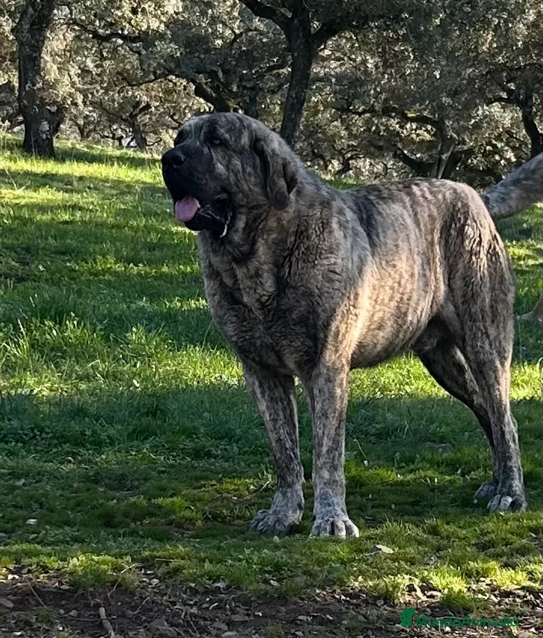 Mastín Español perros en venta: CACHORROS DE MASTÍN ESPAÑOL  - Anuncio 2