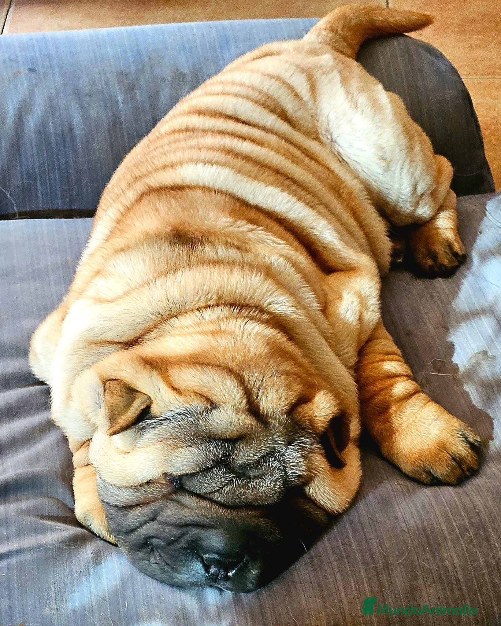 Shar Pei perros LOS MEJORES BEBES SHAR PEI en Málaga - Anuncio 2