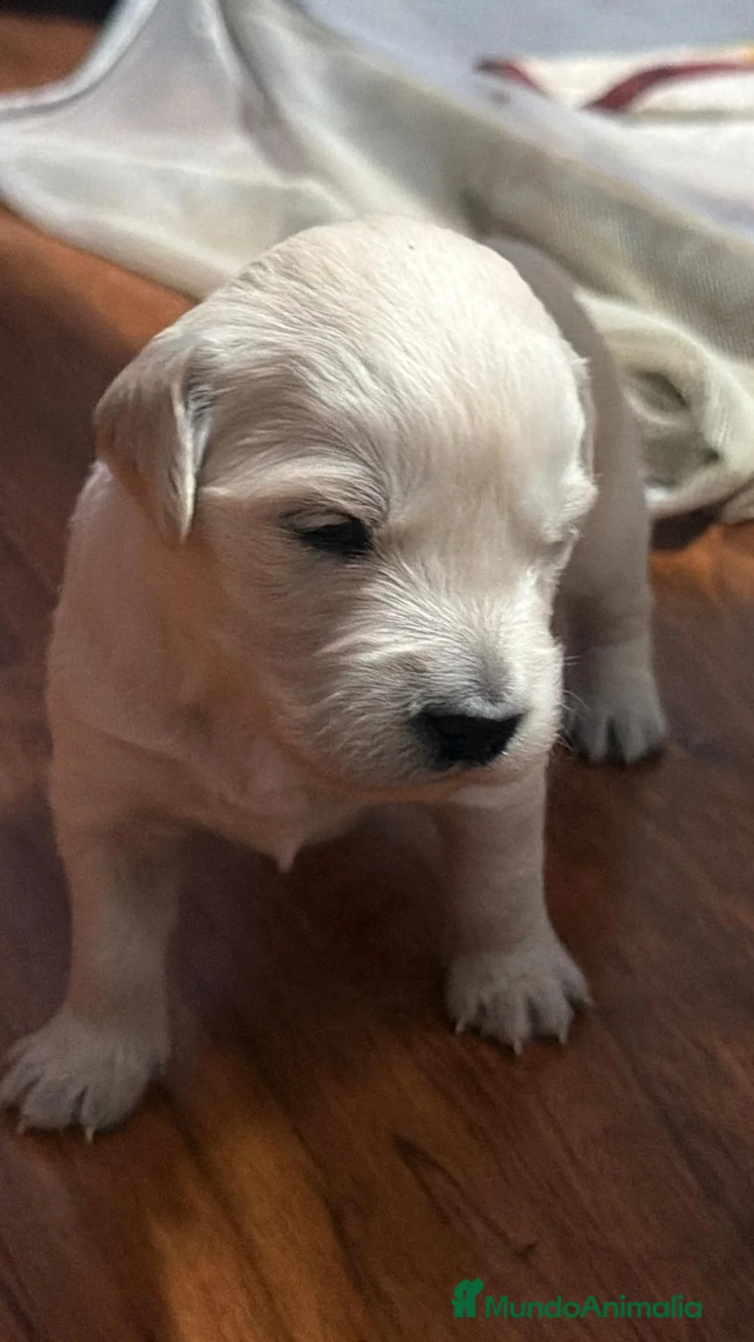 Golden Retriever perros en venta: Golden Retriever  en Salamanca - Anuncio 1