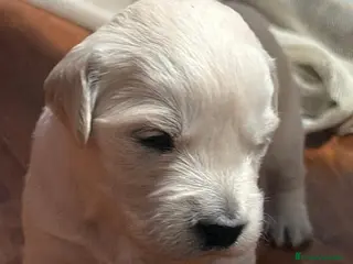 Golden Retriever perros Golden Retriever - Anuncio 1