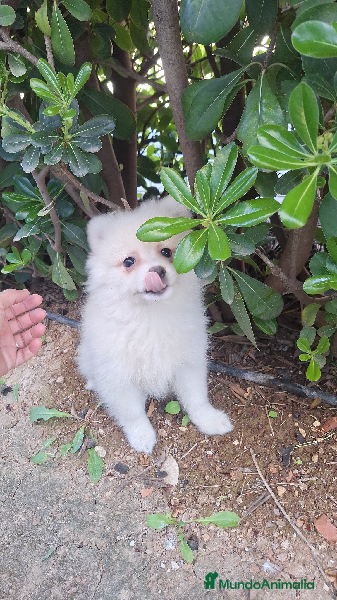 Pomerania perros Pomerania  - Anuncio 7