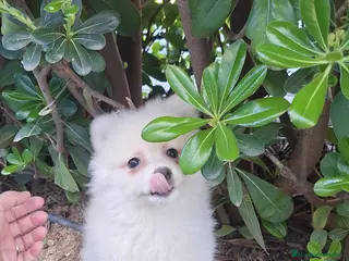 Pomerania perros Pomerania - Anuncio 7