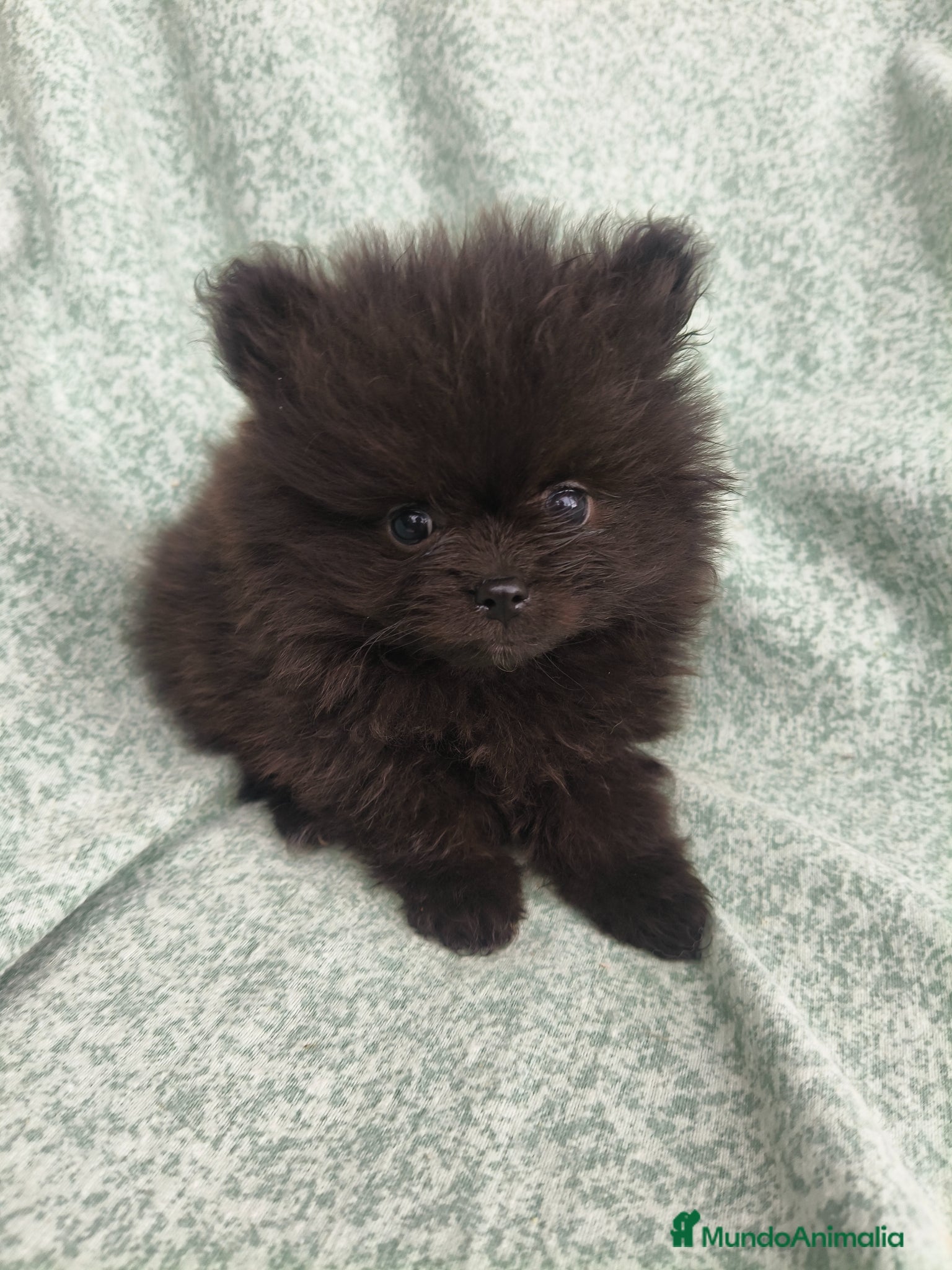 Pomerania perros Pomerania Toy - Anuncio 1