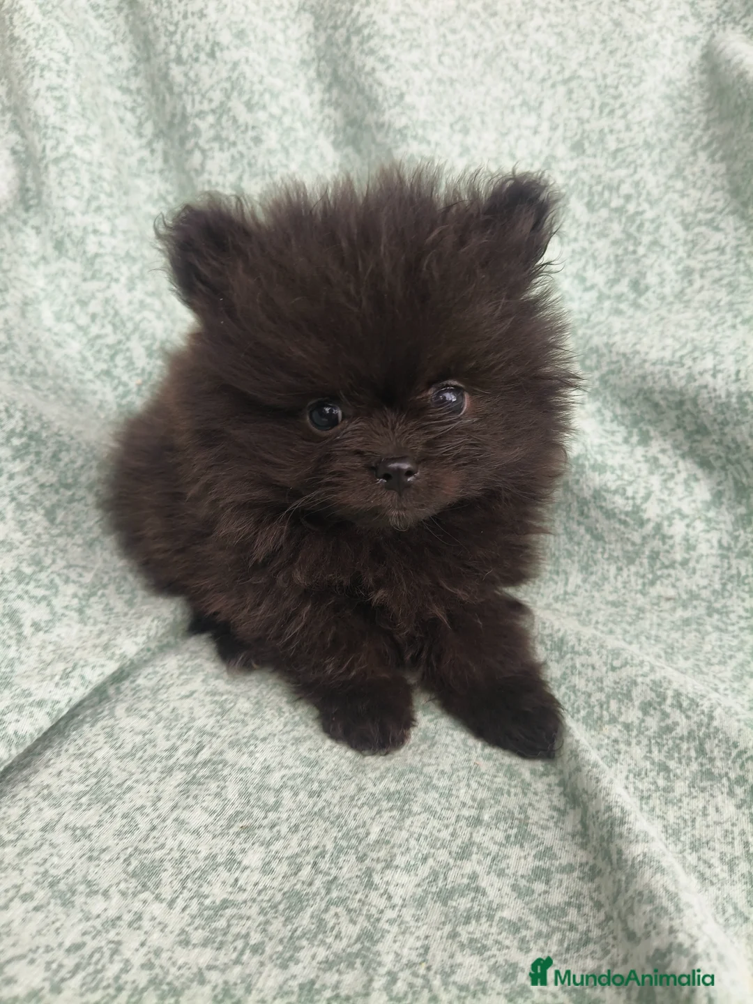 Pomerania perros en venta: Pomerania Toy - Anuncio 1