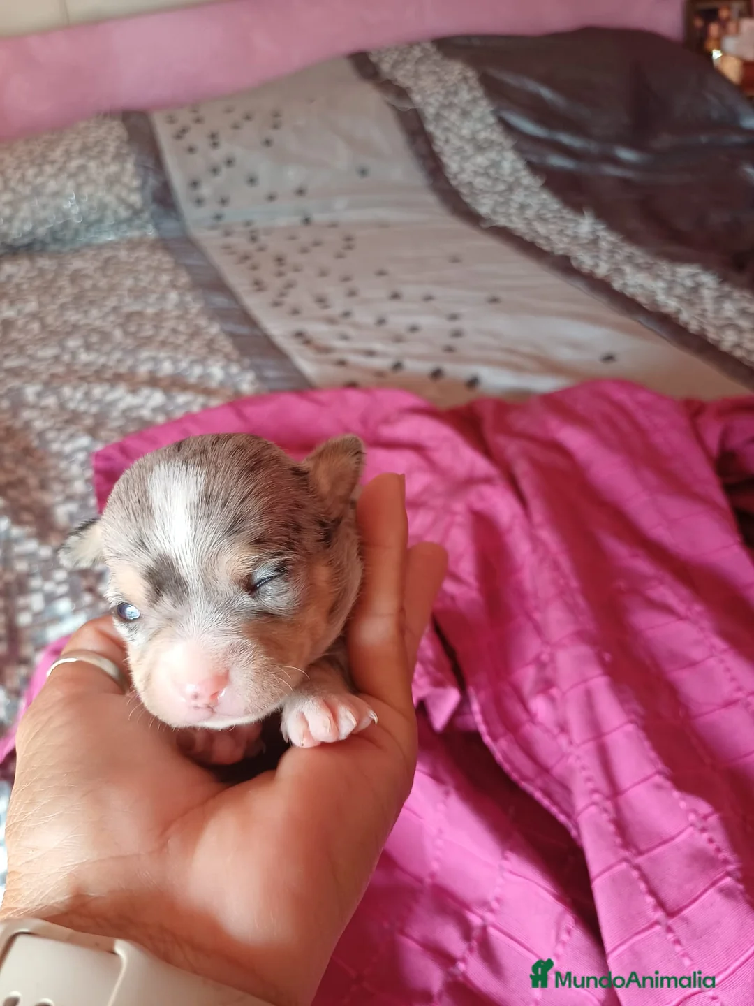 Chihuahua perros en venta: Chihuahua hembra merle🐾🩷 - Anuncio 2