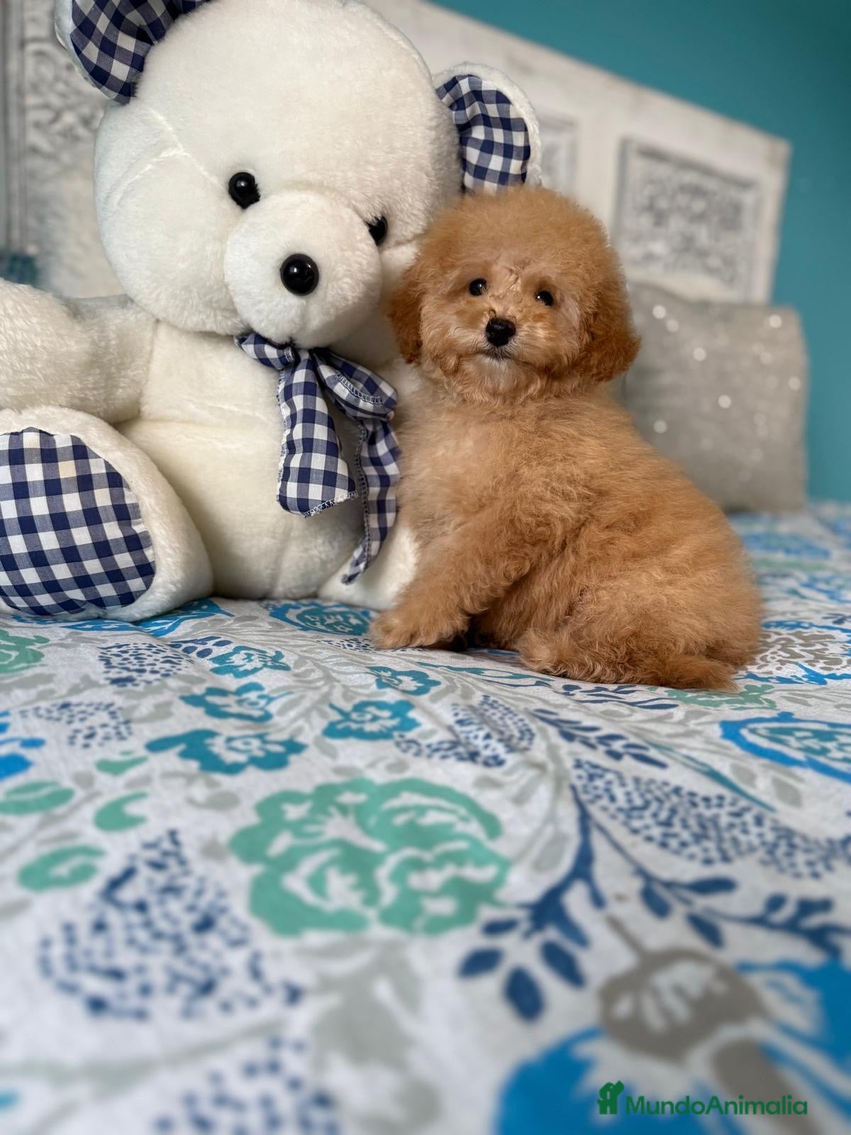 Caniche Toy perros Caniche toy apricot hembra lista para entregar  - Anuncio 2