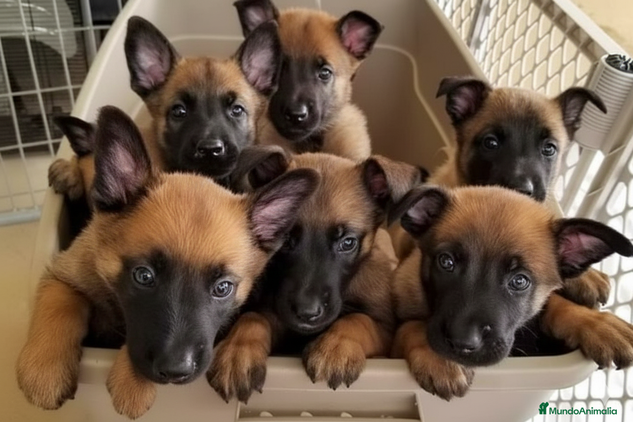 Pastor Belga Malinois perros CAMADA DE PASTOR BELGA MALINOIS DISPONIBLE 🐾 - Anuncio 1