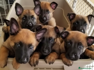 Pastor Belga Malinois perros CAMADA DE PASTOR BELGA MALINOIS DISPONIBLE 🐾 - Anuncio 1