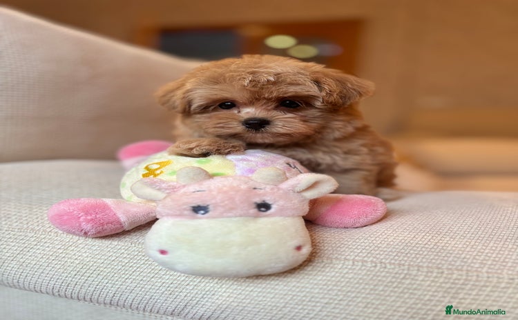 Maltipoo perros - Anuncio 2