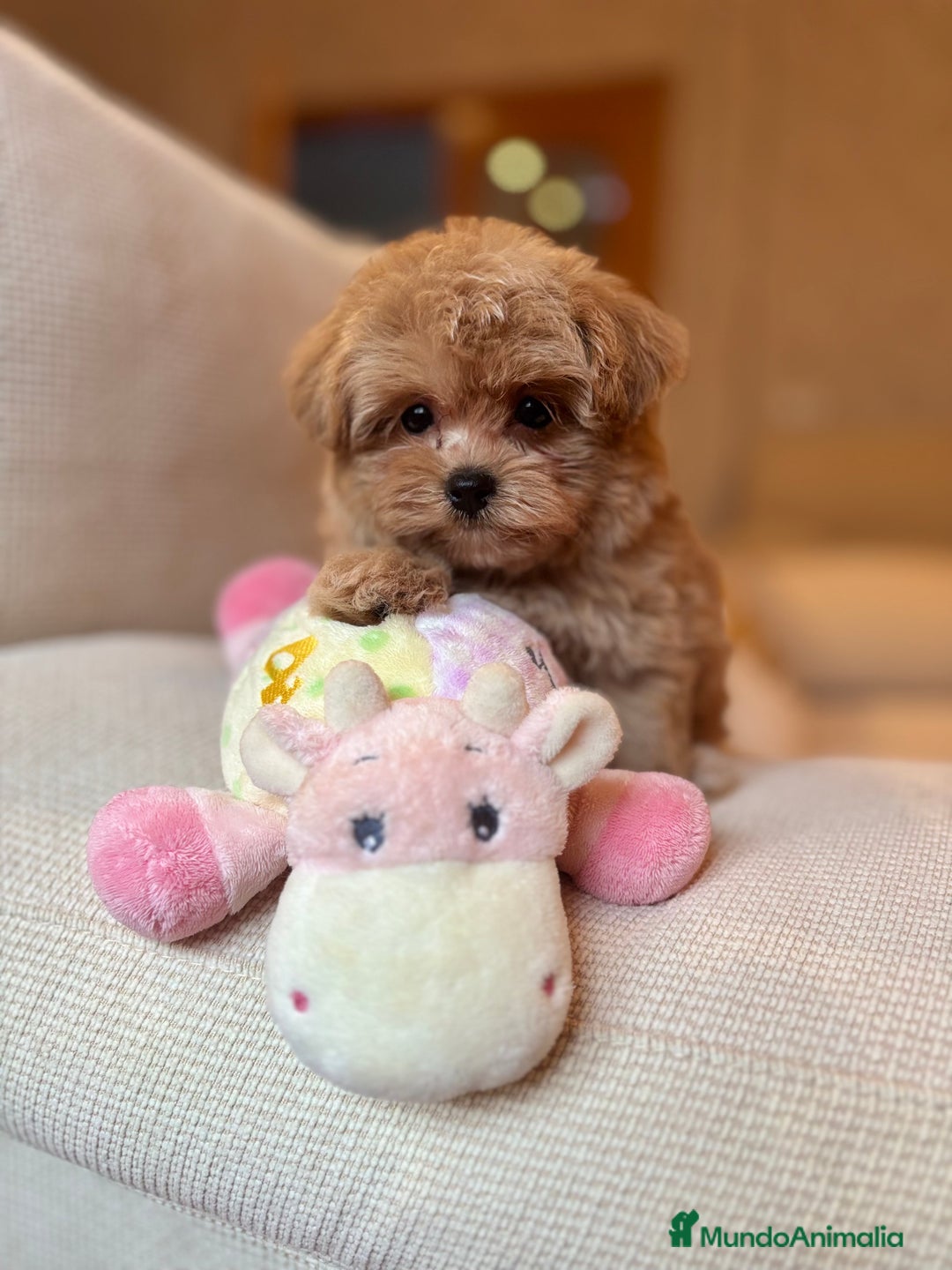 Maltipoo perros en venta: Maltipoo de caramelo toy hembra  - Imagen 1