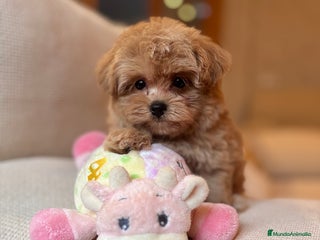 Maltipoo perros - Anuncio 29