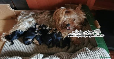 Yorkshire Terrier perros en Vizcaya - Anuncio 4