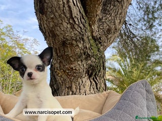 Chihuahua perros - Anuncio 24