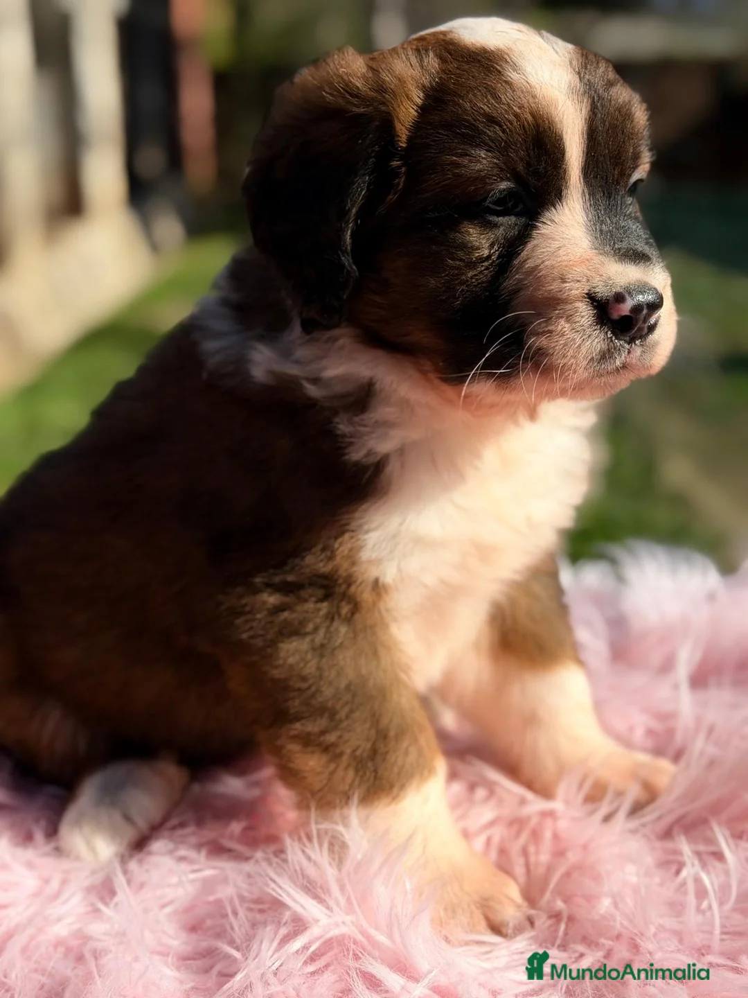 Raza Mixta perros en venta: SAN BERNES  - Anuncio 5