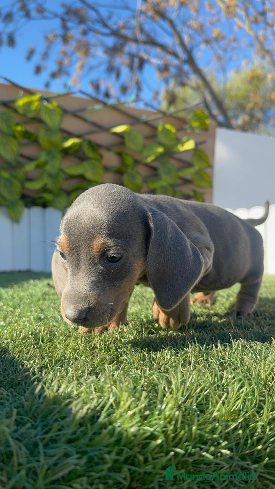 Teckel Miniatura perros en venta: TECKEL BLUE- MACHOS Y HEMBRAS DISPONIBLES - Anuncio 7