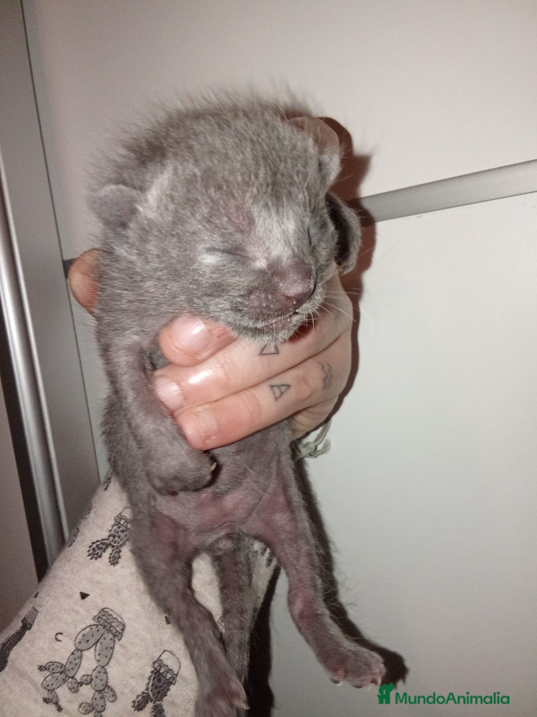 Azul Ruso gatos en venta: Azul ruso  - Anuncio 7