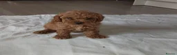 Caniche Toy perros en venta: Caniche toy - Anuncio 8