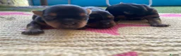 Yorkshire Terrier perros en venta: Yorkshire terrier Prao Toro  en Madrid - Anuncio 7