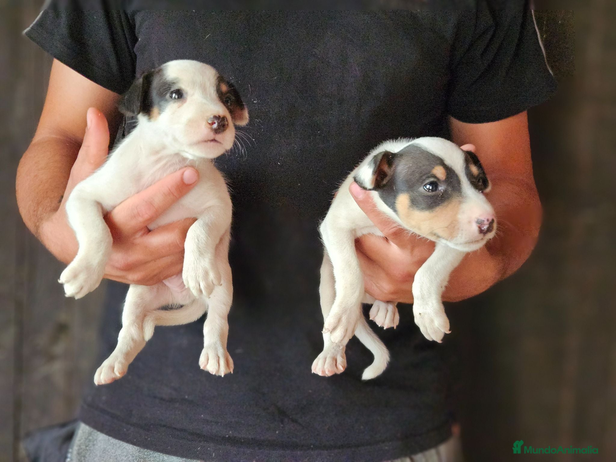 Ratonero Bodeguero Andaluz perros Cachorros bodeguero - Anuncio 3