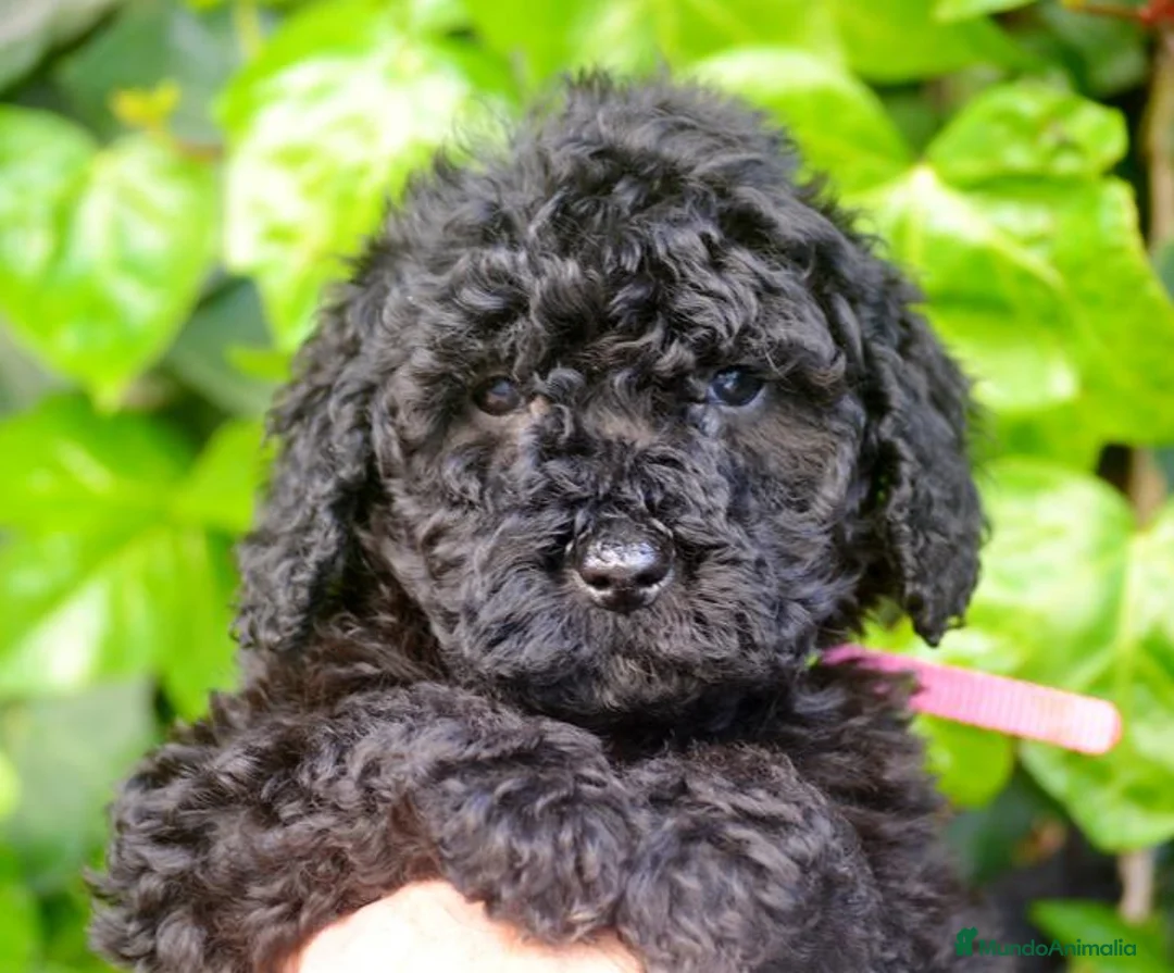 Perro de Agua Español perros en venta: CACHORRO PERRO DE AGUA ESPAÑOL  - Anuncio 11