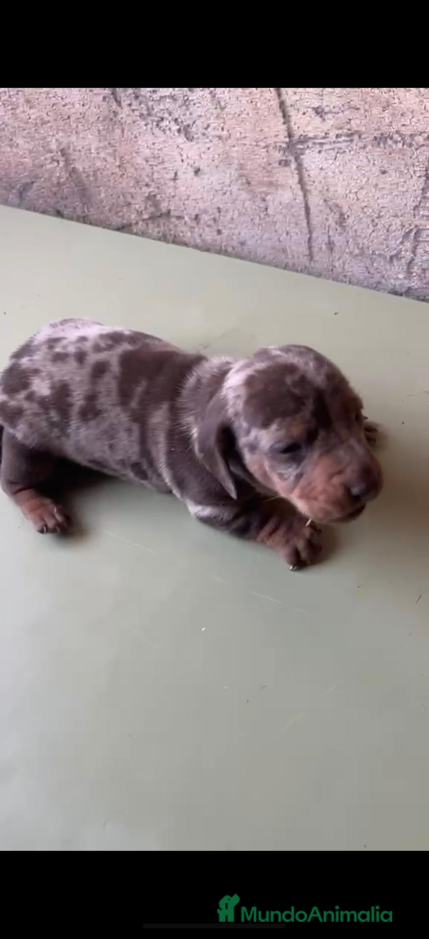 Teckel perros en venta:  Teckel Arlequínes,Chocolate y Negros fuego  - Anuncio 1