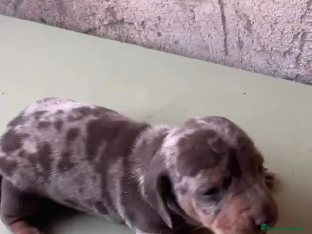 Teckel perros en venta: Teckel Arlequínes,Chocolate y Negros fuego - Anuncio 1
