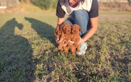 Caniche Enano perros en venta: Caniches Rojos enanos - Imagen 8