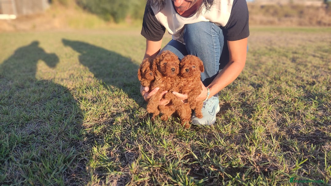 Caniche Enano perros en venta: Caniches Rojos enanos - Imagen 8