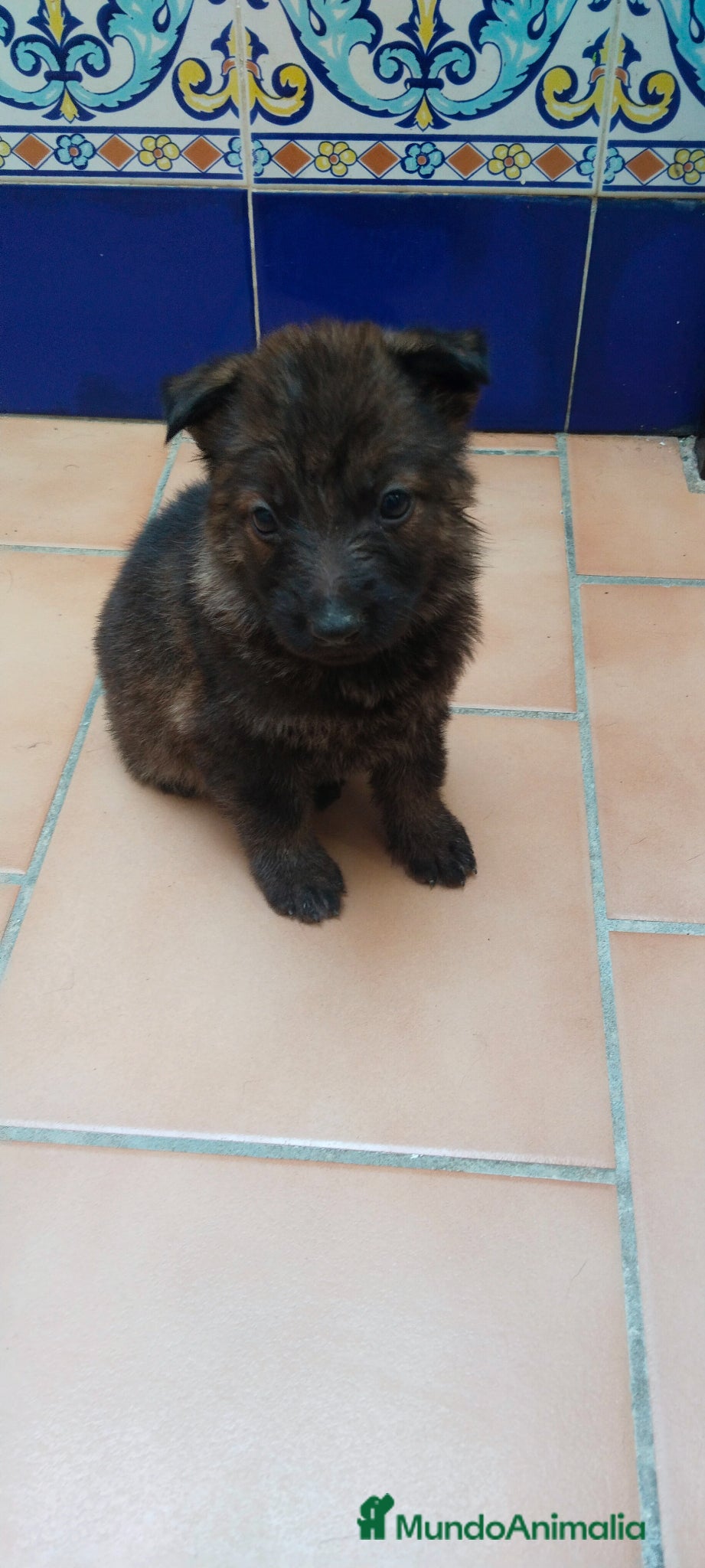 Pastor Alemán perros Disponible 1 hembra de Pastor alemán  - Anuncio 2