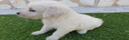 Golden Retriever perros en venta: Golden Retriever Belleza - Anuncio 10