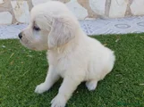 Golden Retriever Cachorro 1