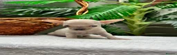 Chihuahua perros en venta:  CAMADA DE CHIHUAHUA – BLANCOS Y CANELA  - Anuncio 16