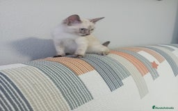 Siamés gatos en venta: Siamés última hembra - Imagen 2