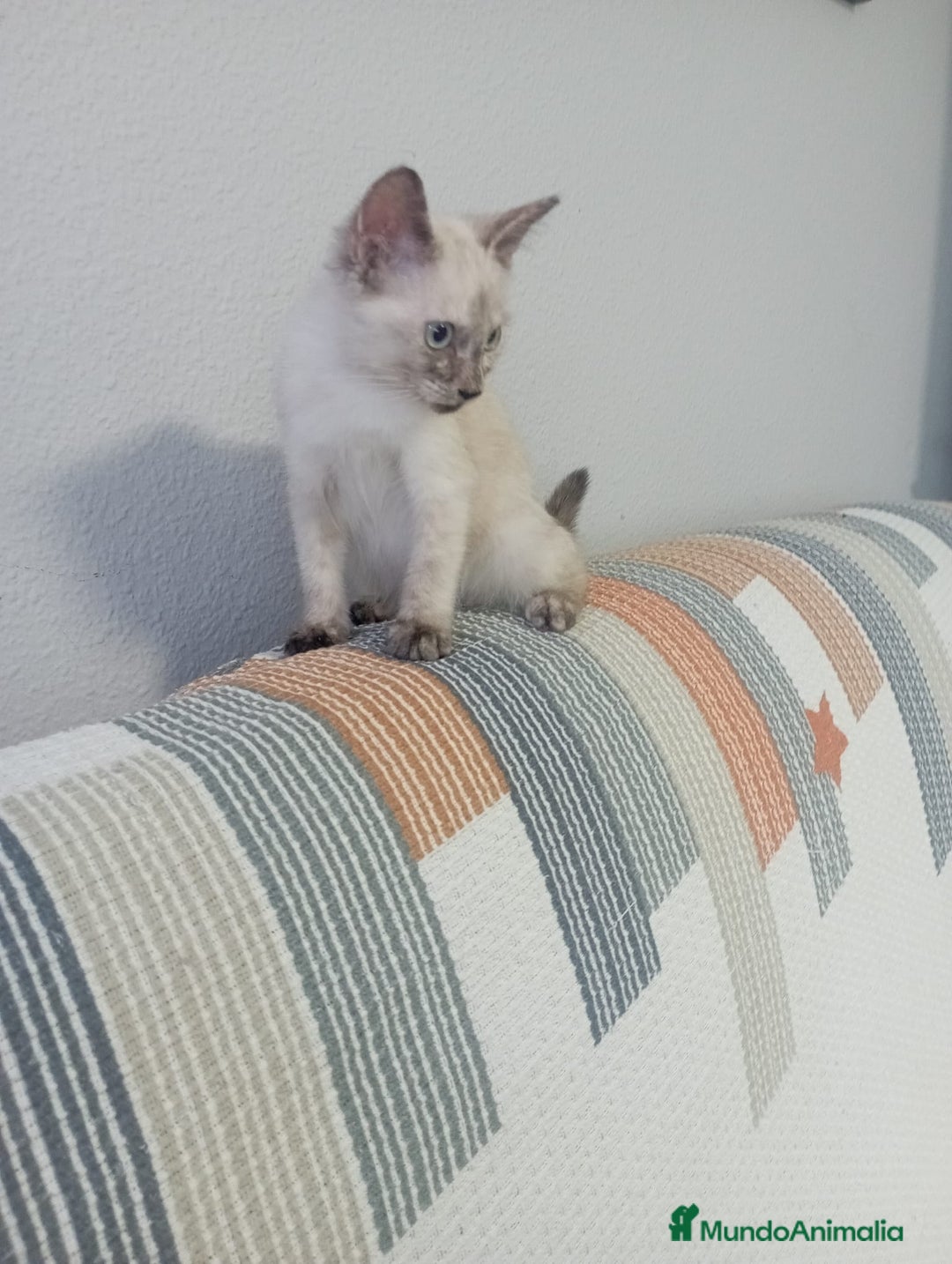 Siamés gatos en venta: Siamés última hembra - Imagen 2