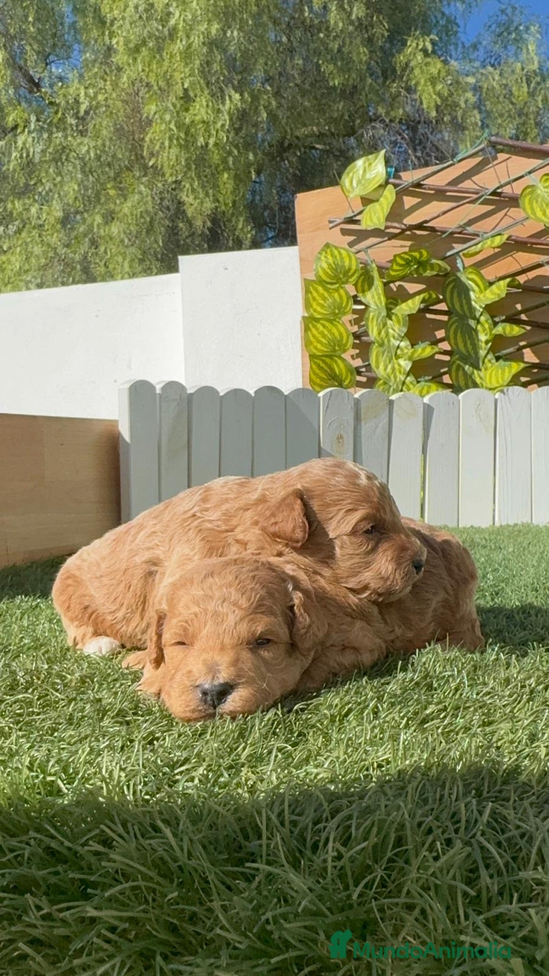 Caniche Toy perros en venta: CANICHE TOY - Imagen 5